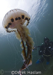 Mr T, with compass jelly fish. Connemara. D200, 10.5mm. by Derek Haslam 